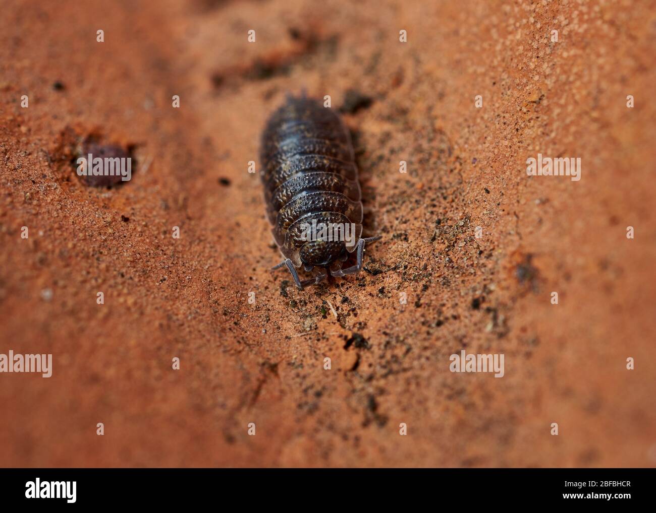 A close-up view of a Woodlouse (Trachelipus rathkii) crawling on a grimy red brick. Stock Photo