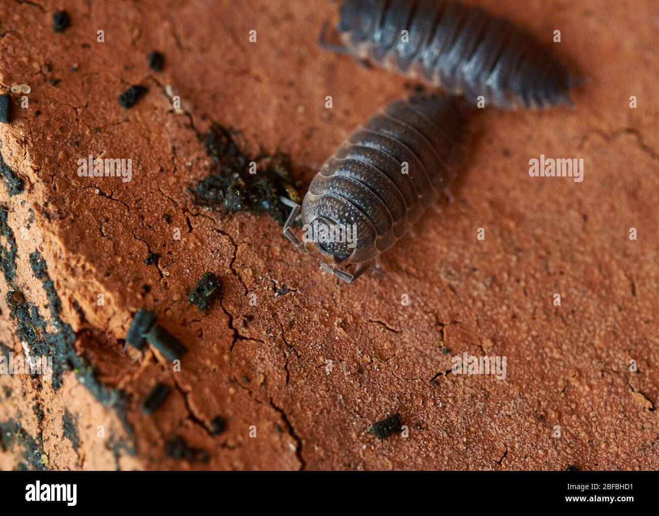 A close-up view of Woodlice (Trachelipus rathkii) crawling on a grimy red brick. Stock Photo