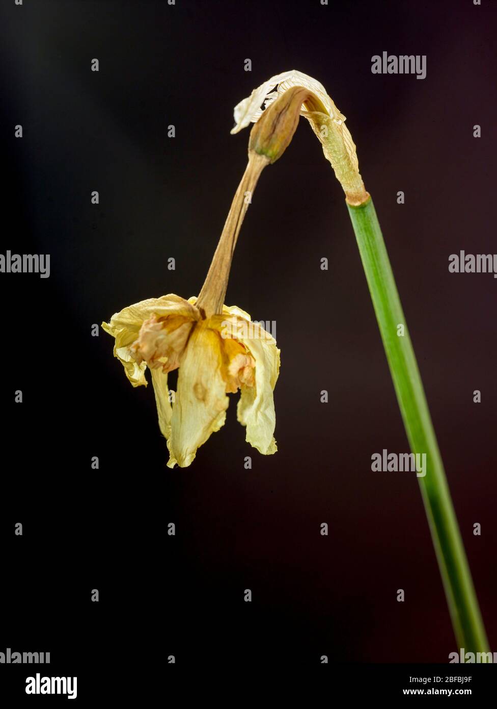 Single drooping and dying daffodil stem symbolic of passing, London