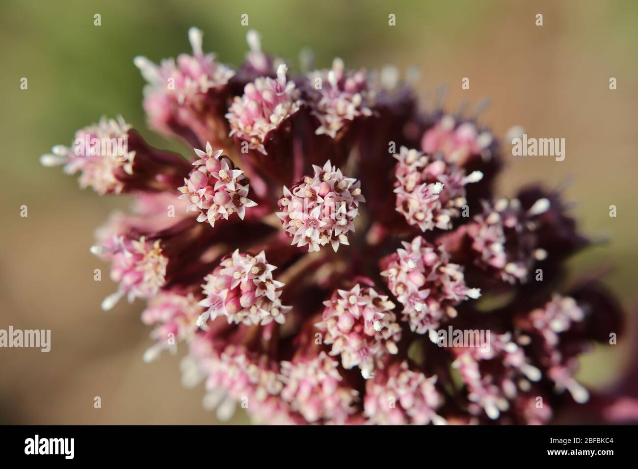 Blossoms of the common butterbur (Petasites hybridus). Stock Photo