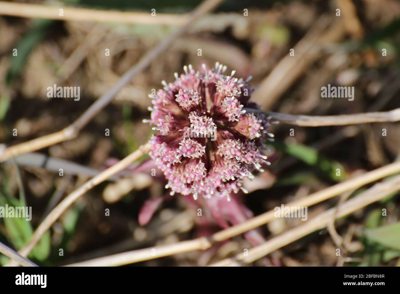 Blossoms of the common butterbur (Petasites hybridus) seen from the top.. Stock Photo