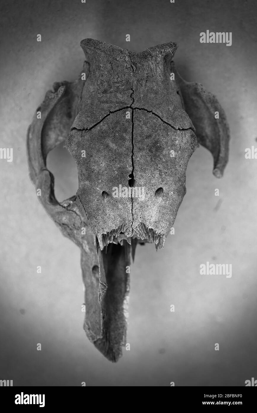 Black and white shot of a porose skull from a pig. Vignetting was added to the composition.. Stock Photo