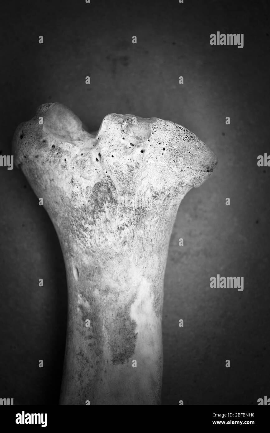 Black and white shot of a bone (from a pig). Vignetting was added.. Stock Photo