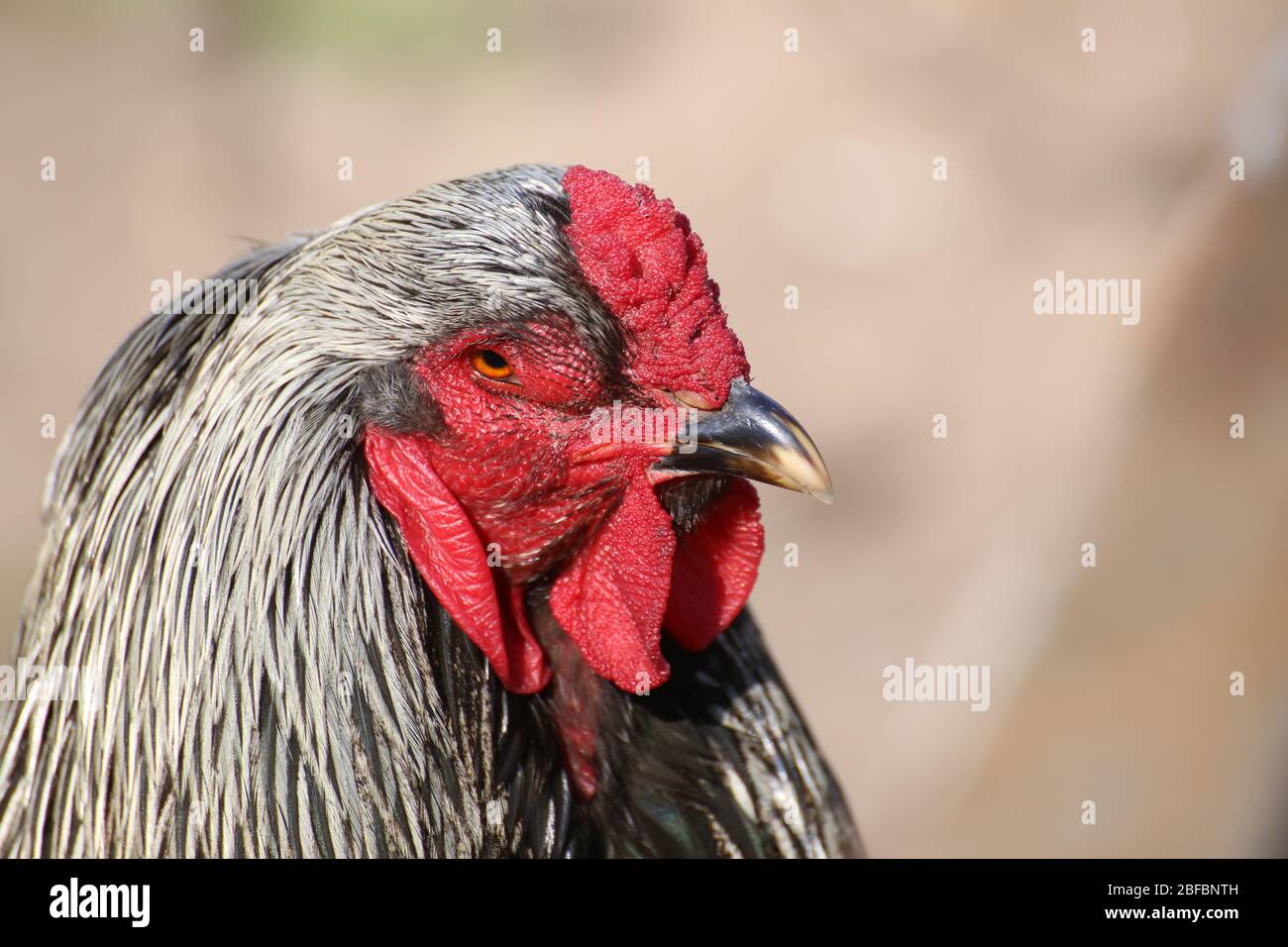 Portrait of a cock from the large chicken race Brahma Stock Photo - Alamy