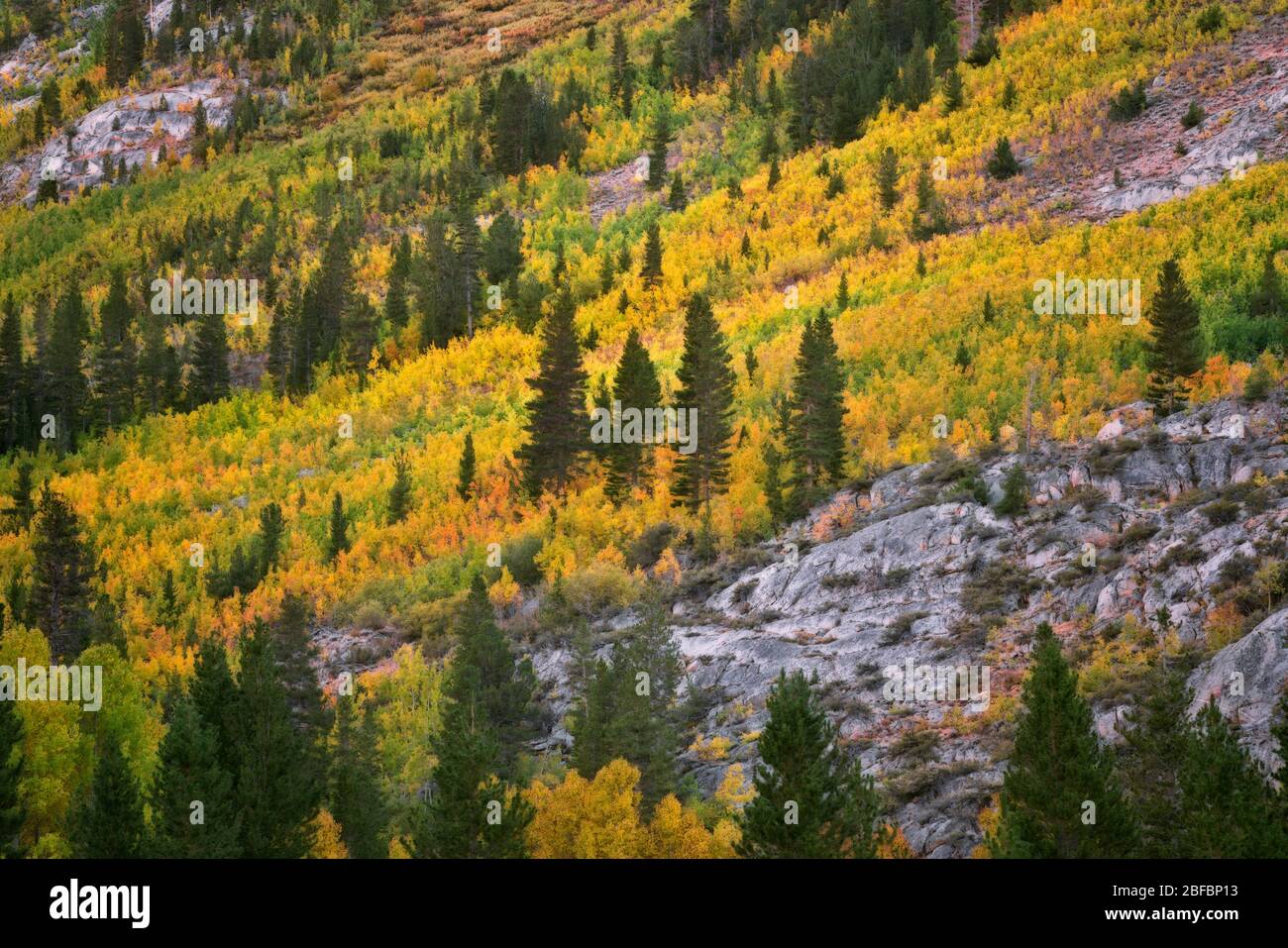 Autumn changing aspen trees along the slopes of Bishop Creek Canyon in California’s Eastern Sierra Mountains and the Inyo National Forest. Stock Photo