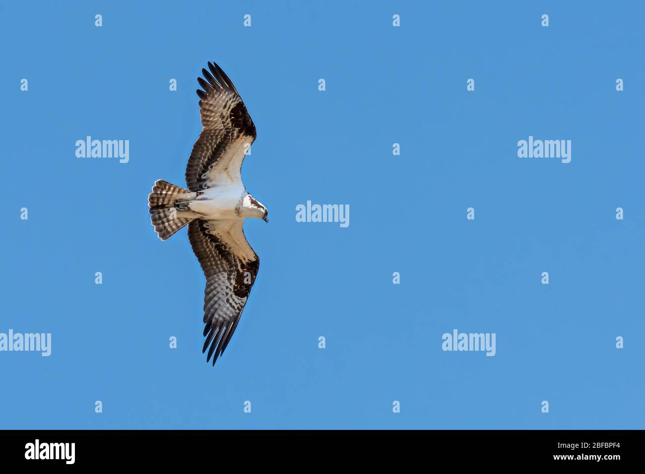 Hunting osprey in flight with wings outstretched against blue sky ...