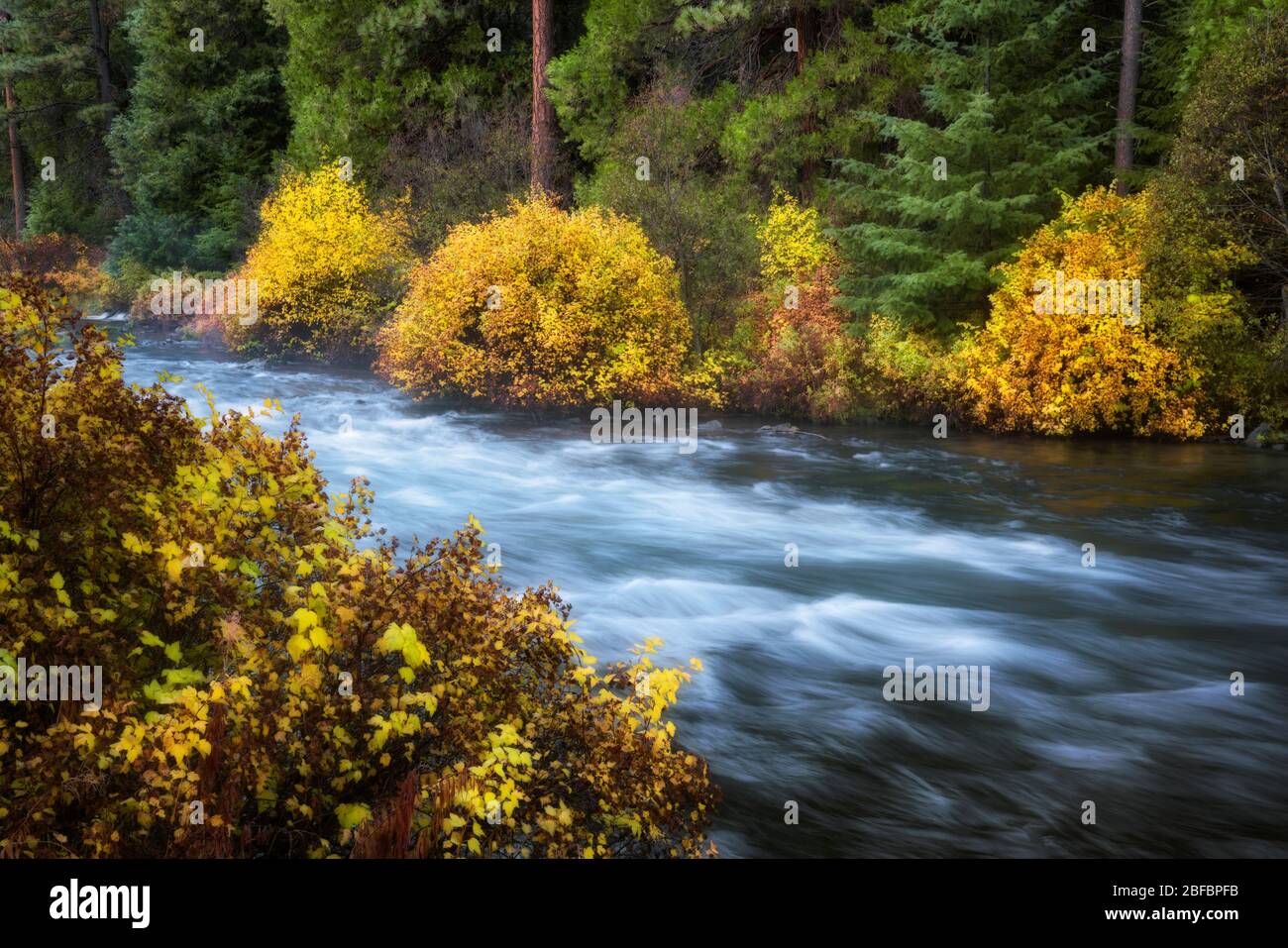 The Wild & Scenic Metolius River rushes past vibrant autumn colors near Camp Sherman in Central Oregon’s Jefferson County. Stock Photo