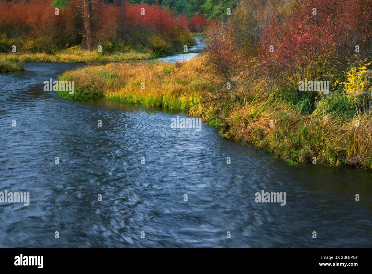 Vibrant autumn colors along the Wild & Scenic Metolius River near Camp Sherman in Central Oregon’s Jefferson County. Stock Photo