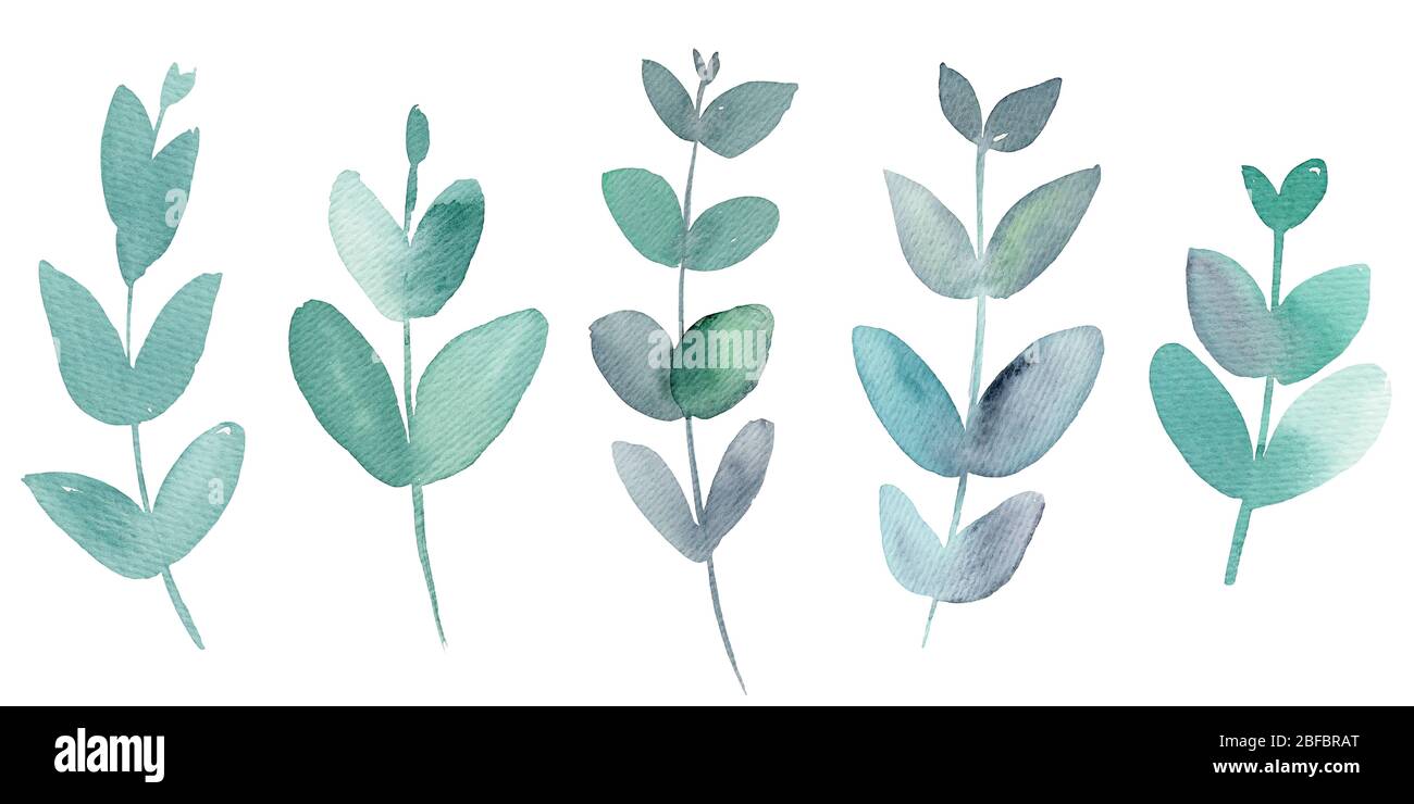 47 Best Eucalyptus And Other Foliage Images In 2020 Australian