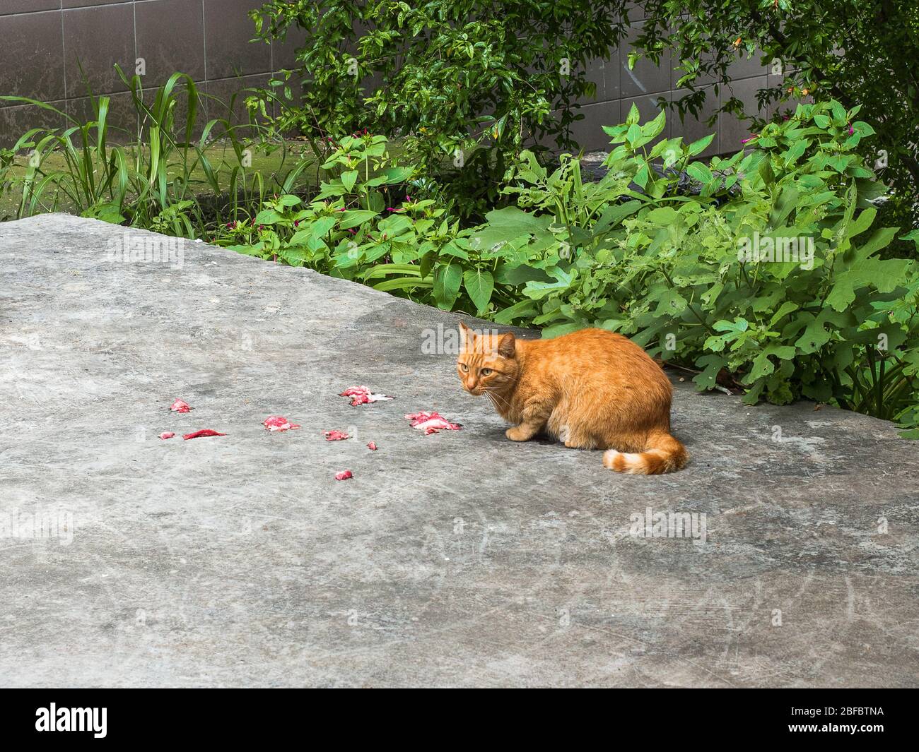 Red-haired cat eats meat on the street Stock Photo