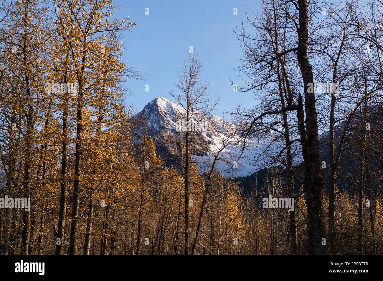 Mountain peak and glacier seen through foreground trees in autumn in the Chugach national forest, Alaska. Stock Photo
