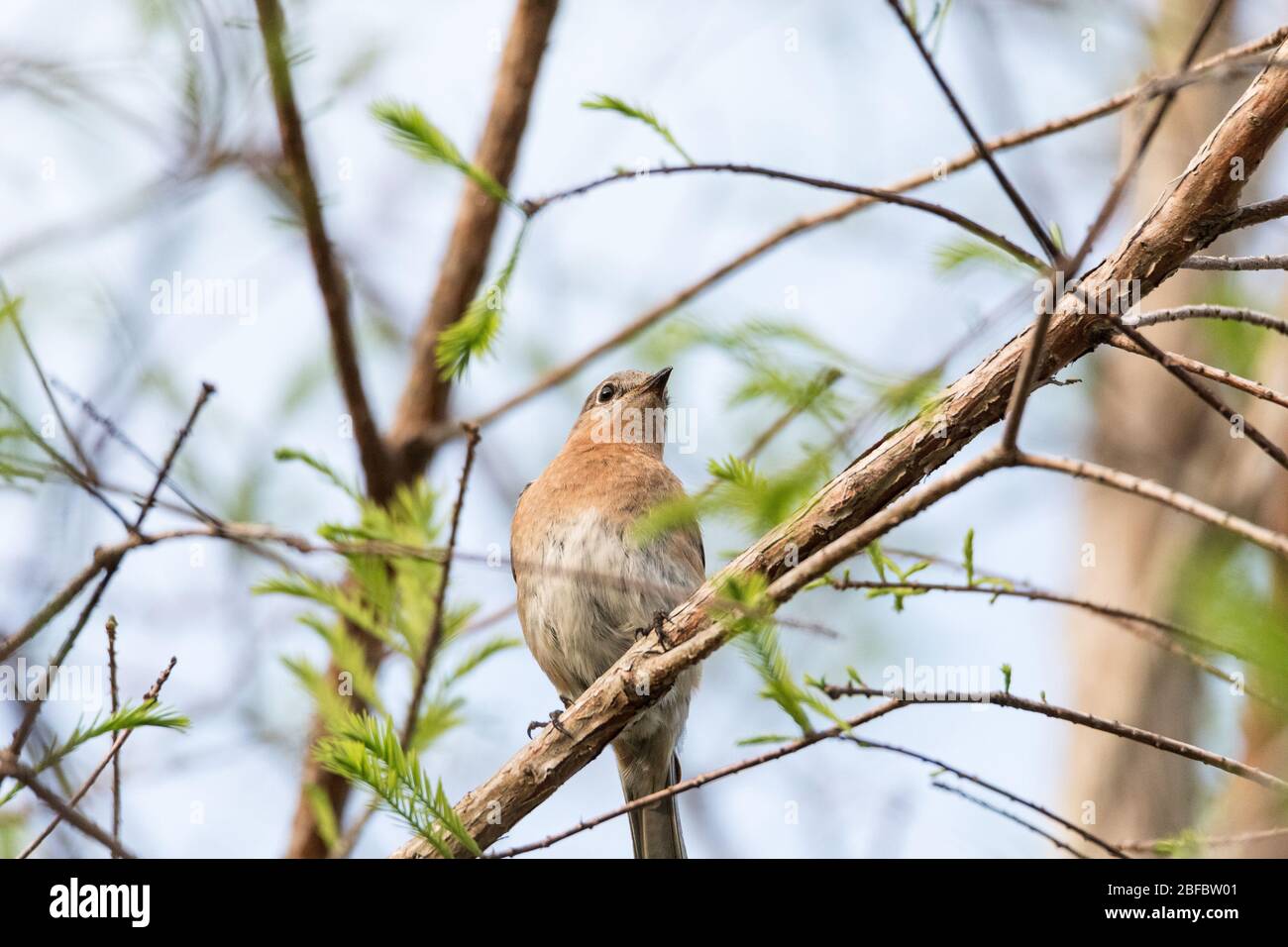Female eastern bluebird Sialia sialis perches on a branch high in a tree and looks down in