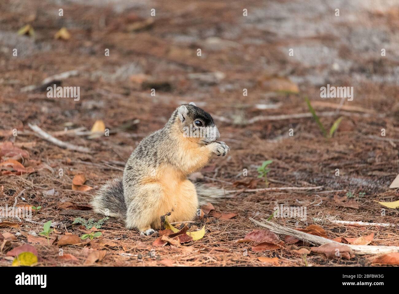 Brown fox squirrel Sciurus niger eats nuts on the ground under a tree