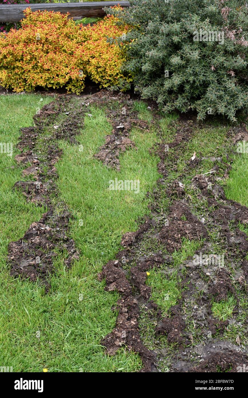 An irrigation accident has caused garden soil beneath shrubbery to erode and wash away down the side of a grass incline. Stock Photo