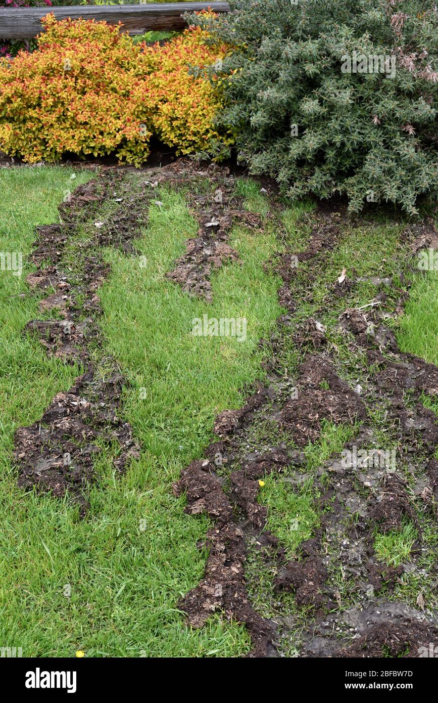 Garden Accident High Resolution Stock Photography And Images Alamy Garden Accident High Resolution Stock Photography And Images Alamy