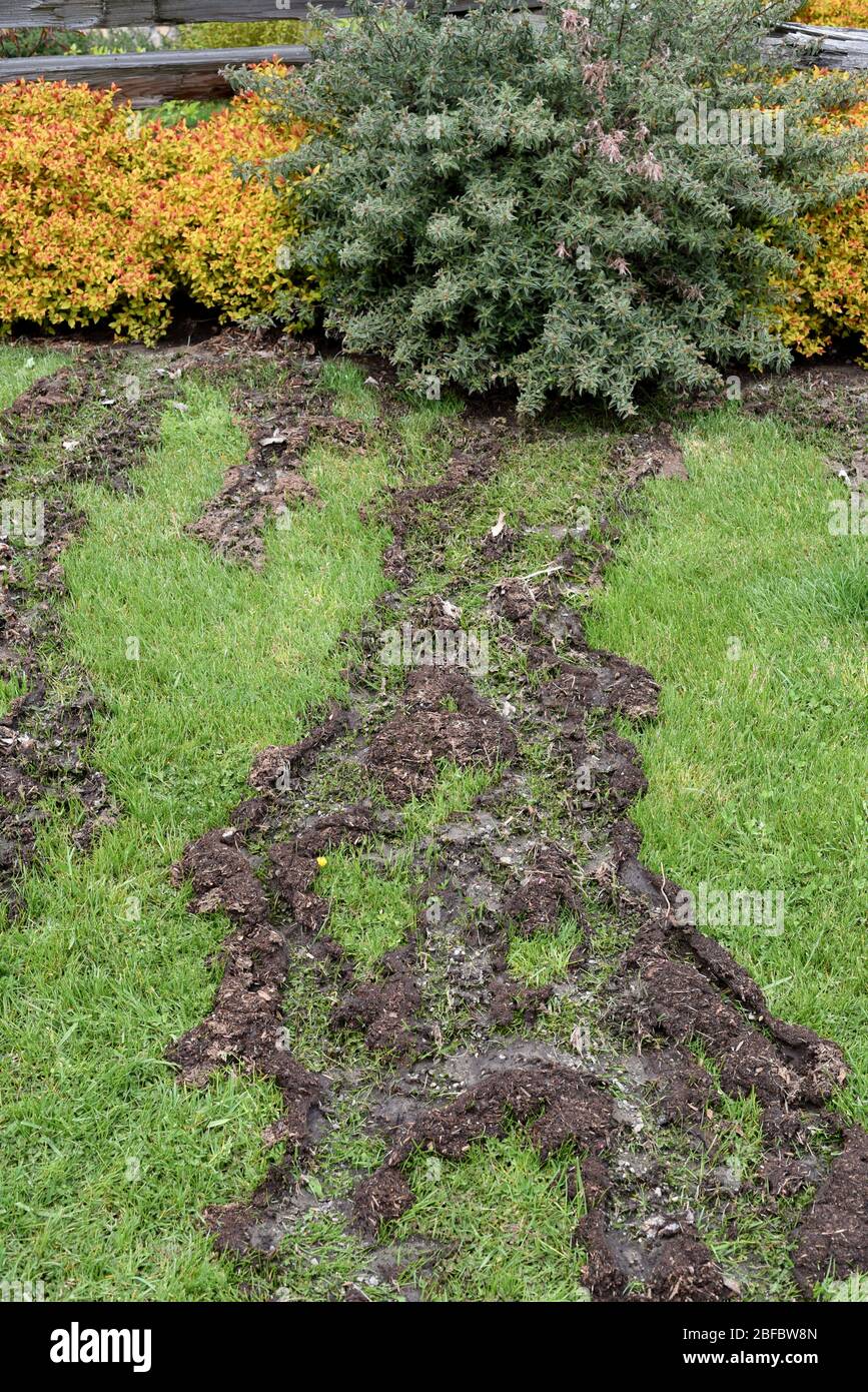 An irrigation accident has caused garden soil beneath shrubbery to erode and wash away down the side of a grass incline. Stock Photo