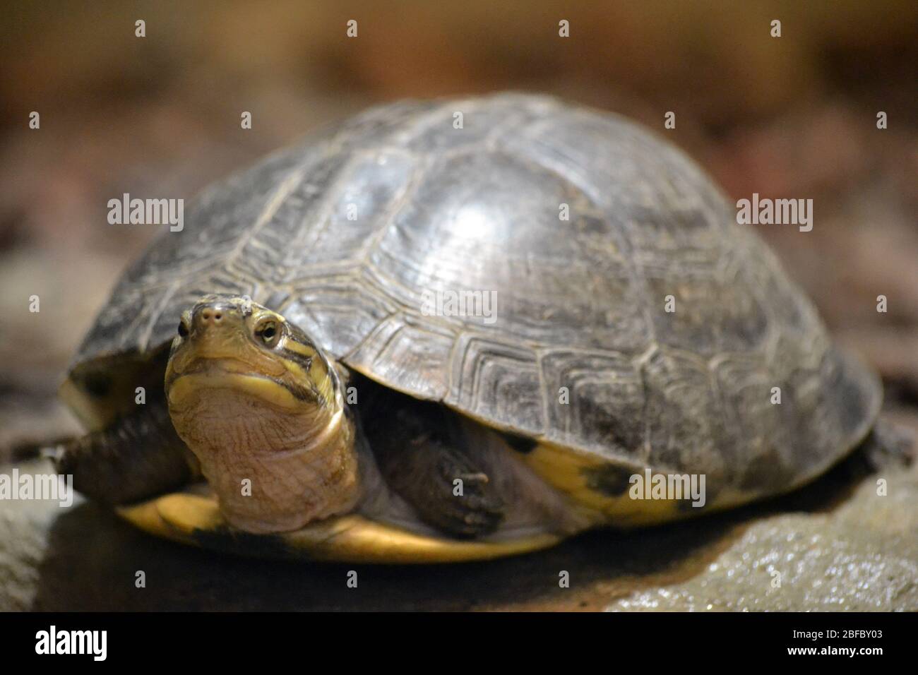 Center Stage Focus - Tortoise main image 0
