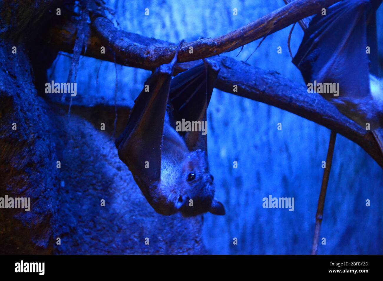 Bat hanging upside down Stock Photo Alamy
