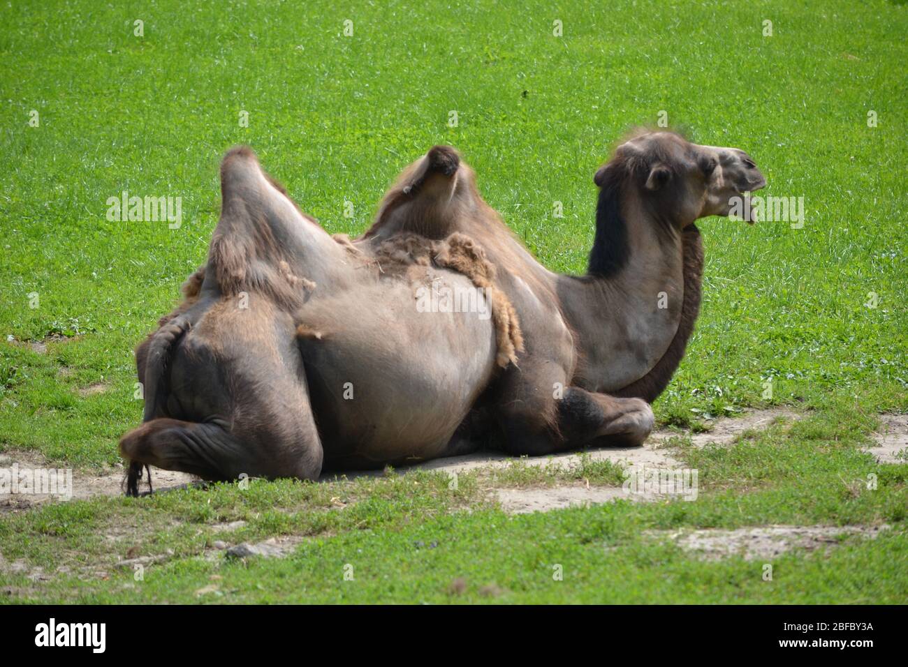 Camel laying on grass Stock Photo - Alamy