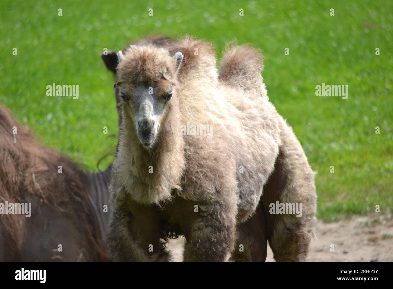 camel-grass-in-a-distance-stock-photo-alamy