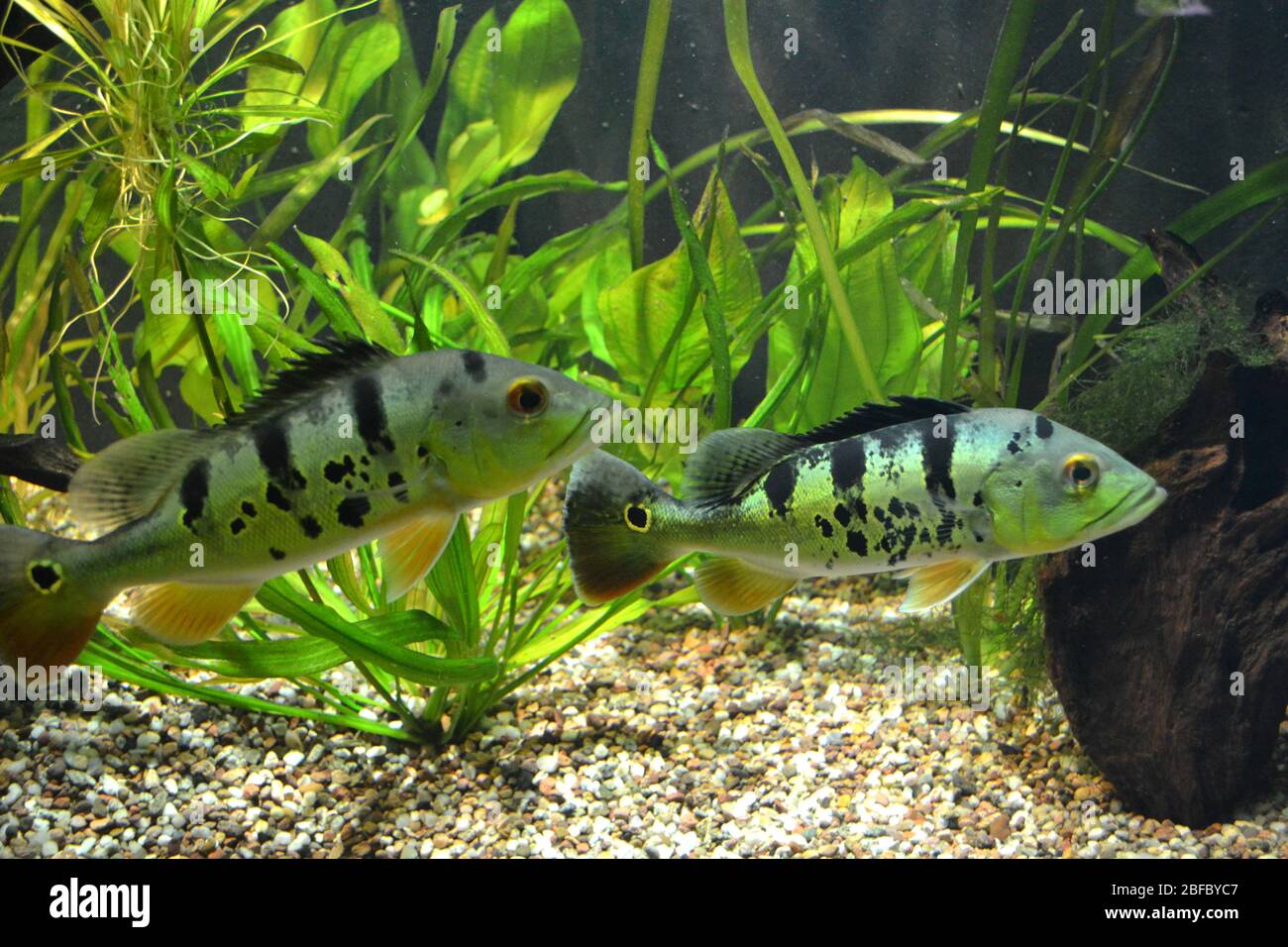 Two mouthbrooder fish Stock Photo Alamy