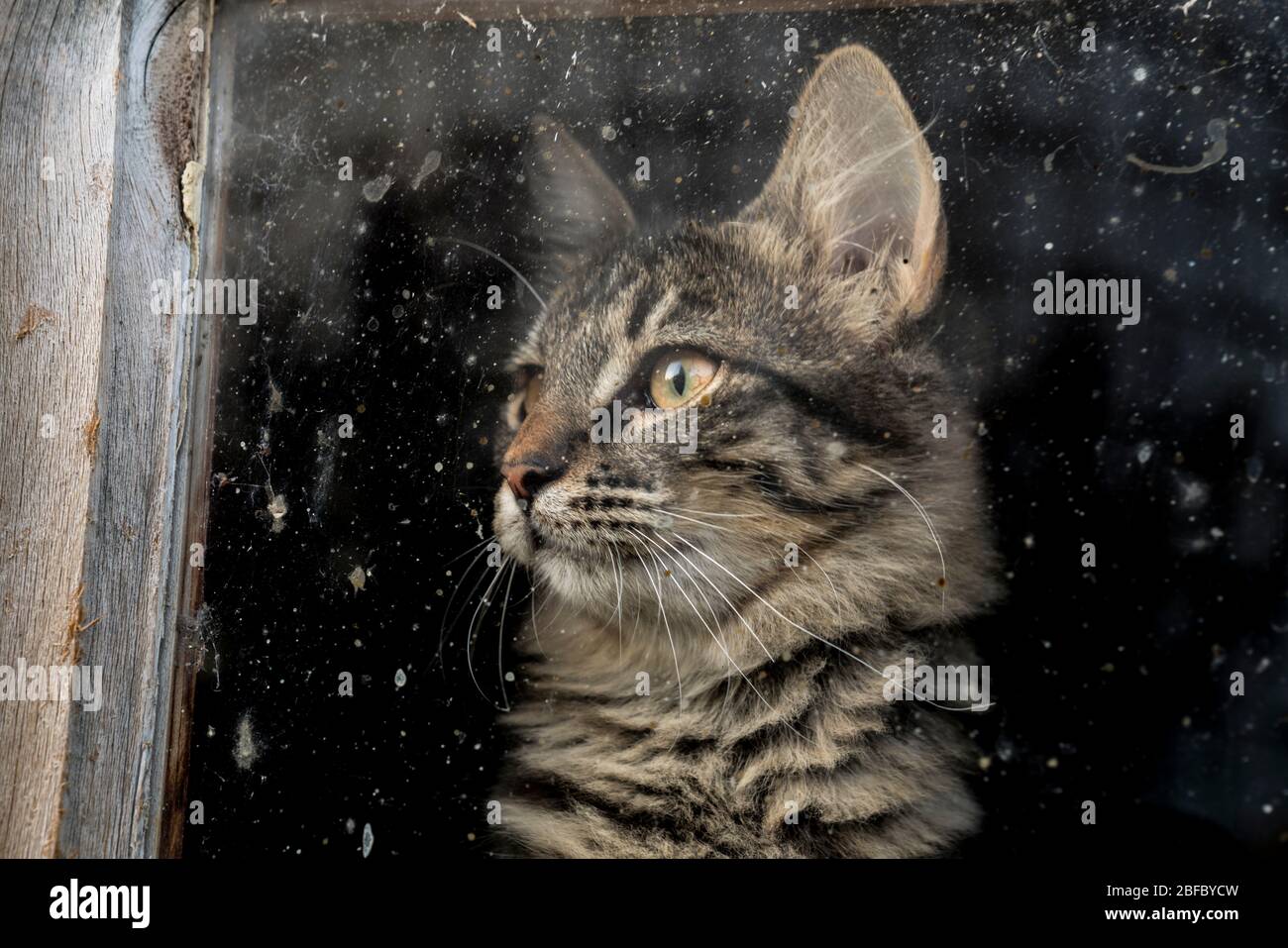 A barn cats peers through a hazy window Stock Photo