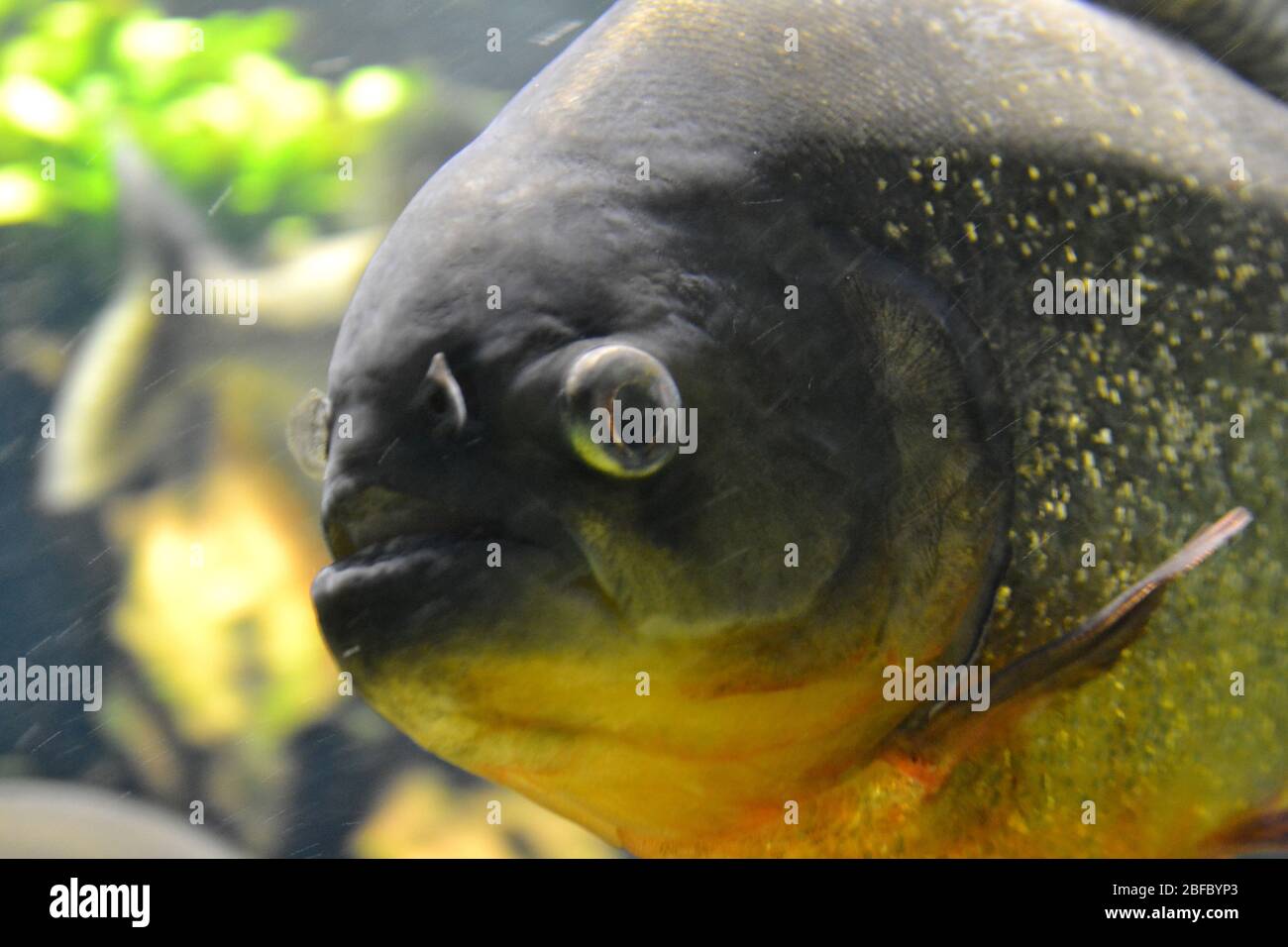 Pygocentrus piraya hi-res stock photography and images - Alamy