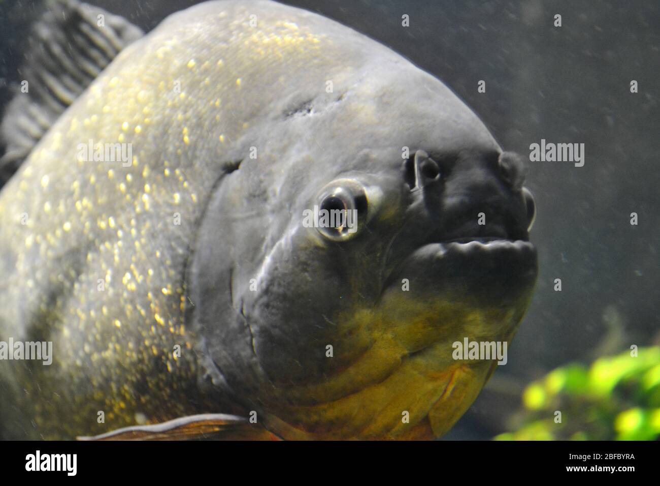 Piranha fish - pygocentrus piraya Stock Photo - Alamy