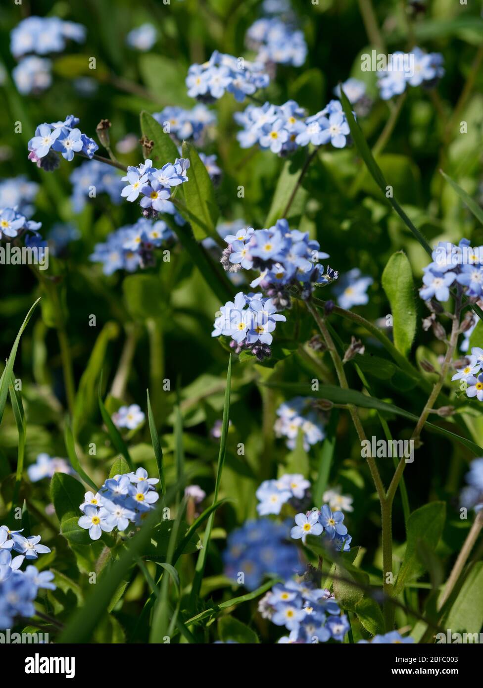 Pink scorpion grasses hires stock photography and images Alamy