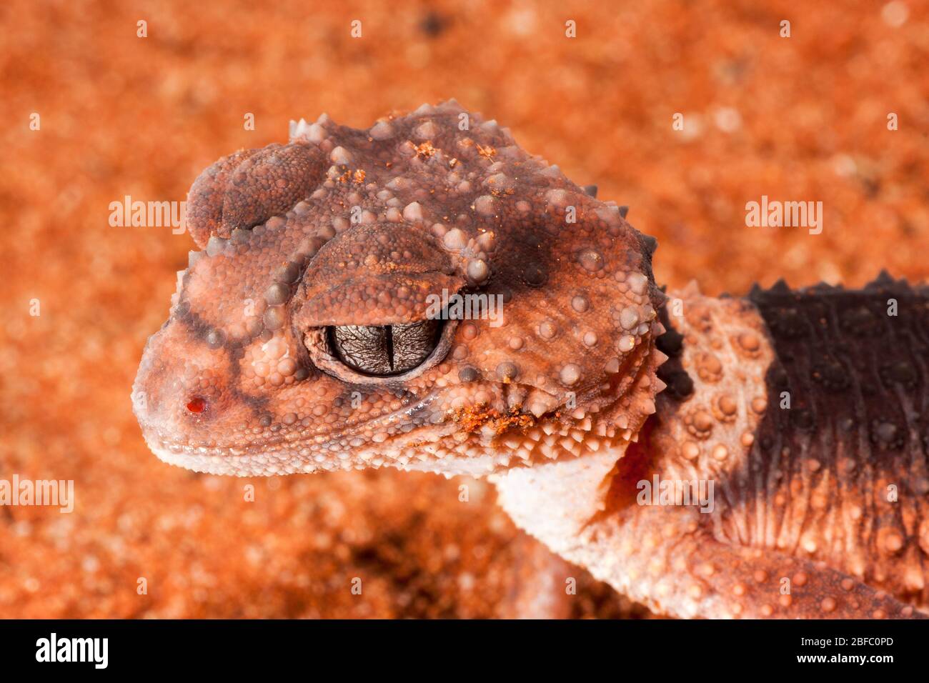 Banded Knob-tailed Gecko Nephrurus wheeleri Stock Photo