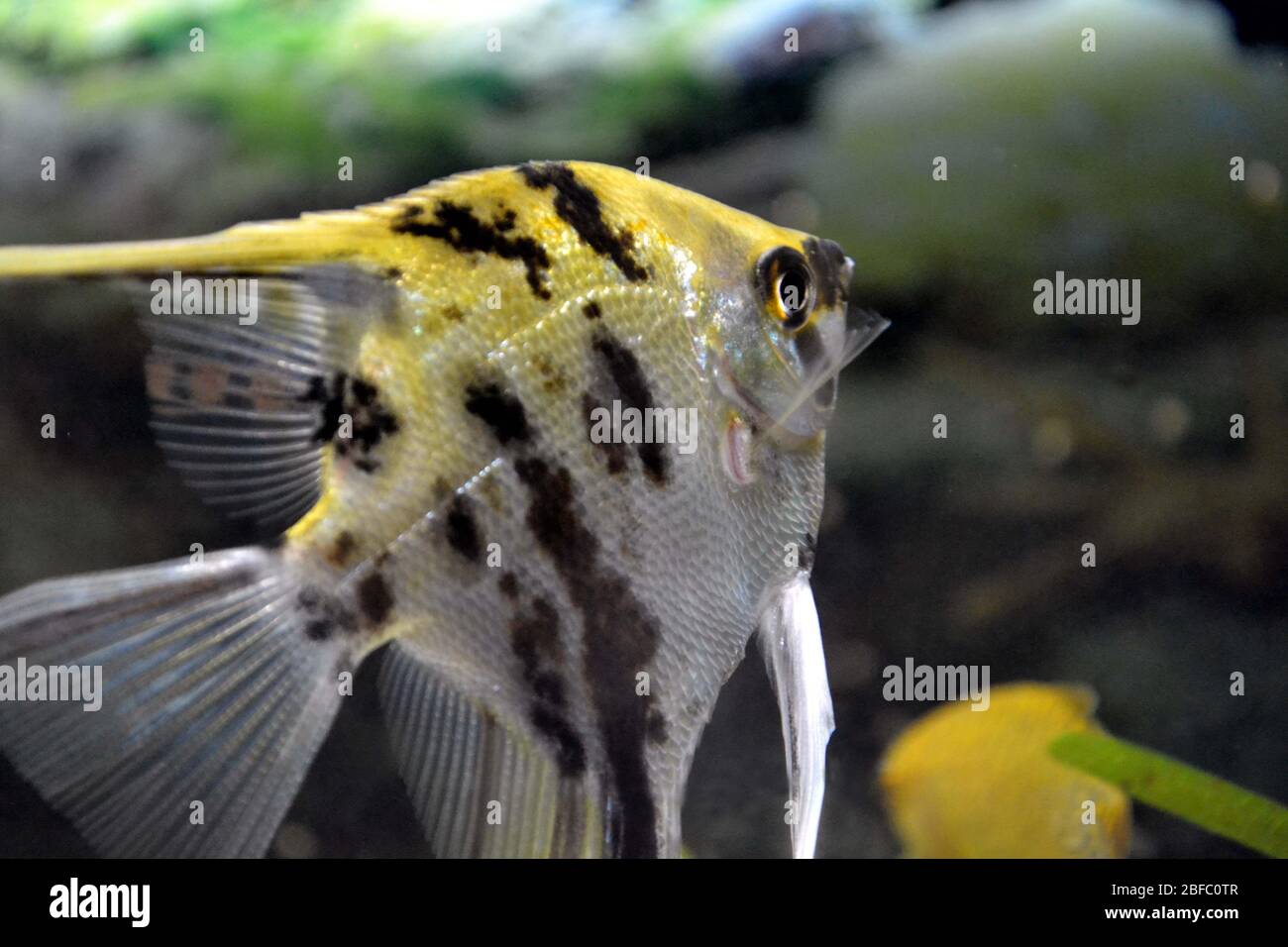 angelfish at petsmart