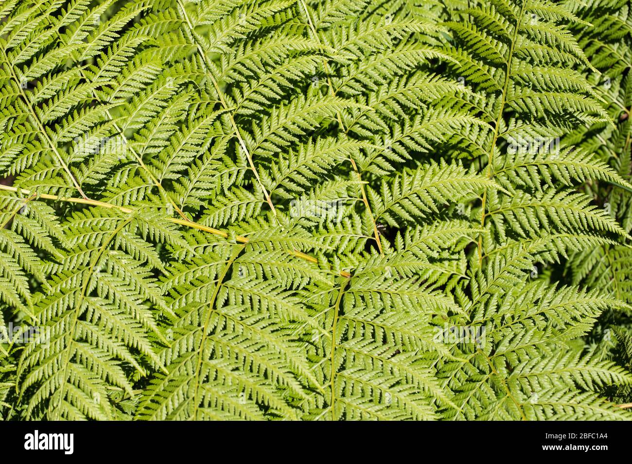Sunlight on fern leaves hi-res stock photography and images - Alamy
