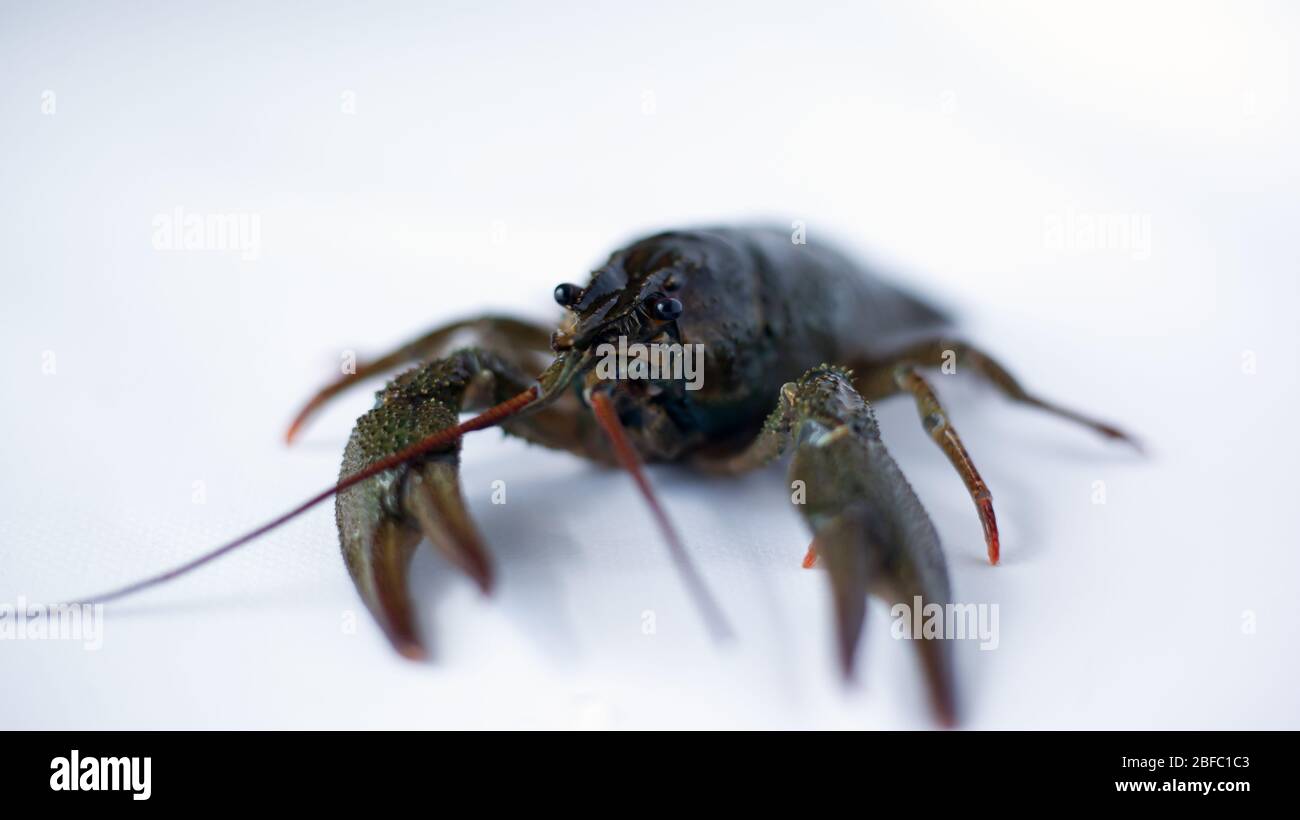 live crayfish on a white background close-up. Stock Photo
