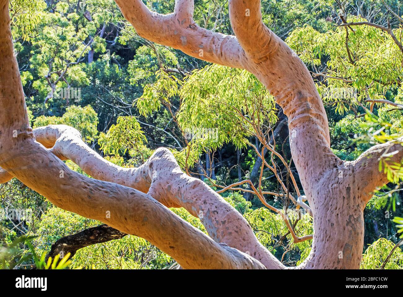 Gum tree bark hi-res stock photography and images - Alamy