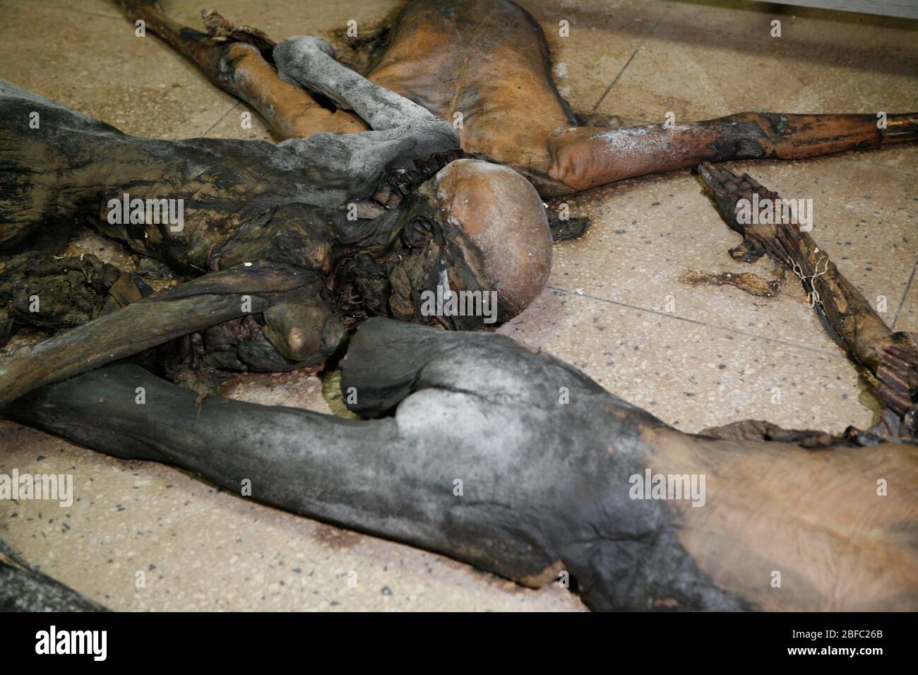 Badly decomposing bodies. The bodies are stored in a mortuary and will be examined by a pathologist, to fully determine the cause of death Stock Photo