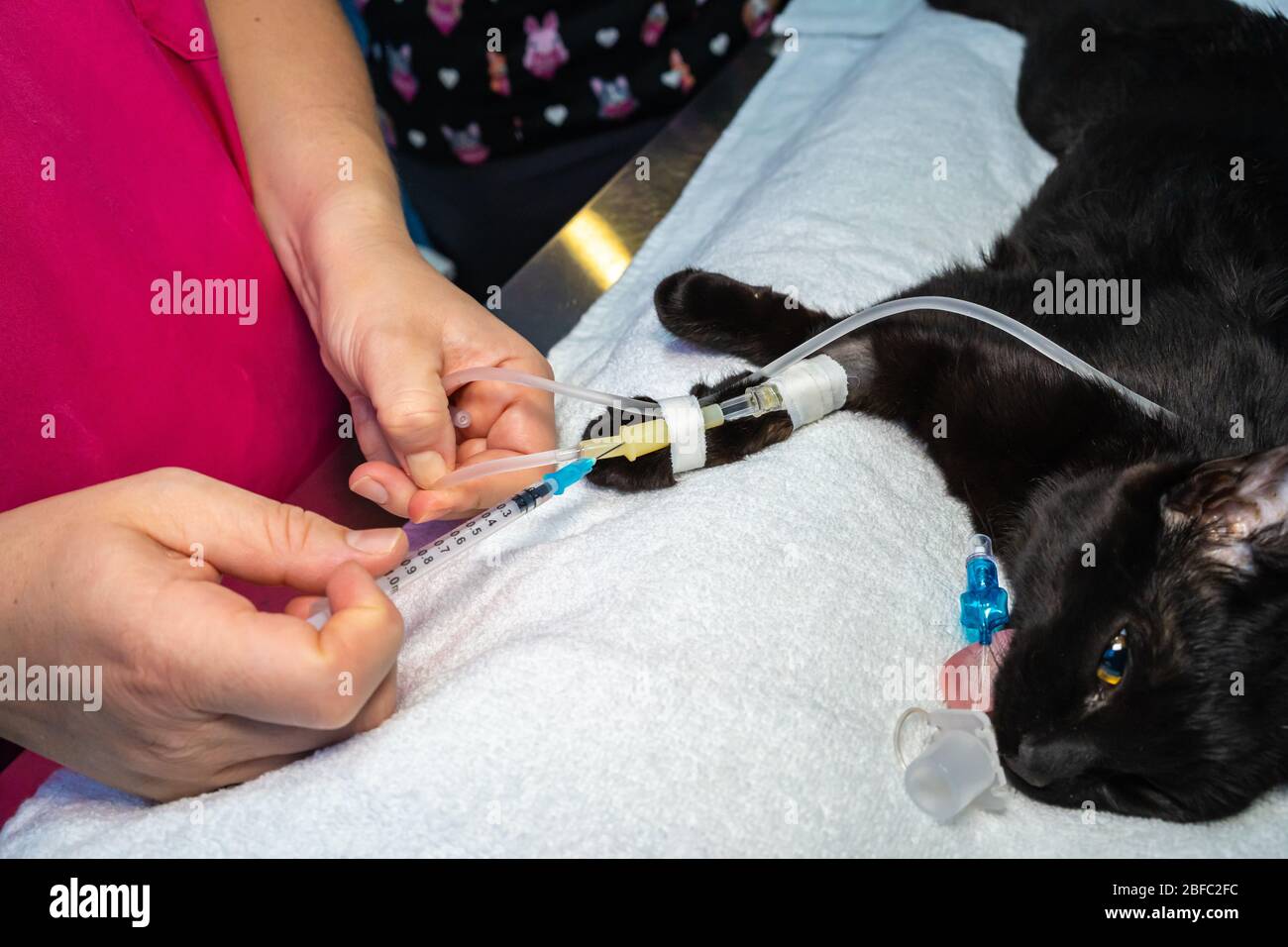 Sticking a needle into a intravenous catheter in a sedated cat before surgery by a veterinarian