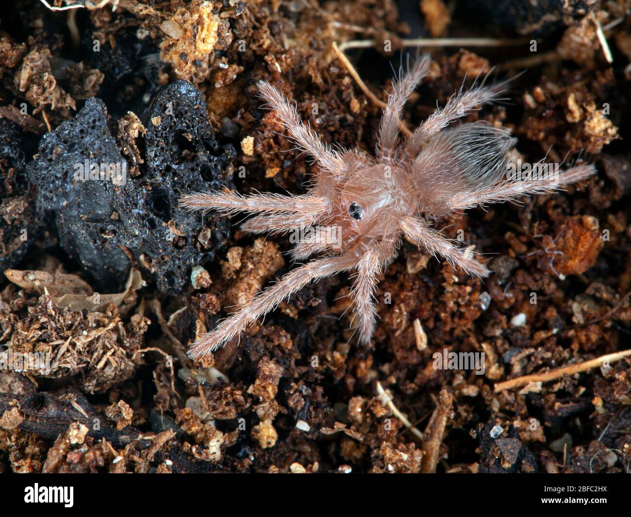 Very tiny juvenile Brazilian salmon pink bird-eating tarantul (Lasiodora parahybana). From above. This species from north-eastern Brazil is the third Stock Photo