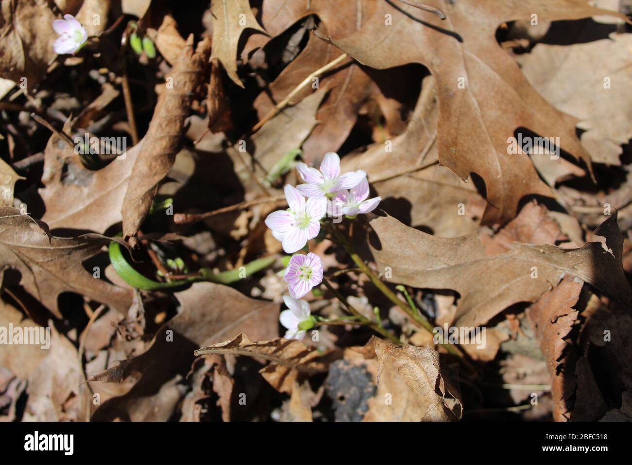 Spring beauty wildflower on a bed of brown oak leaves at Blue Star Memorial Woods in Glenview, Illinois Stock Photo