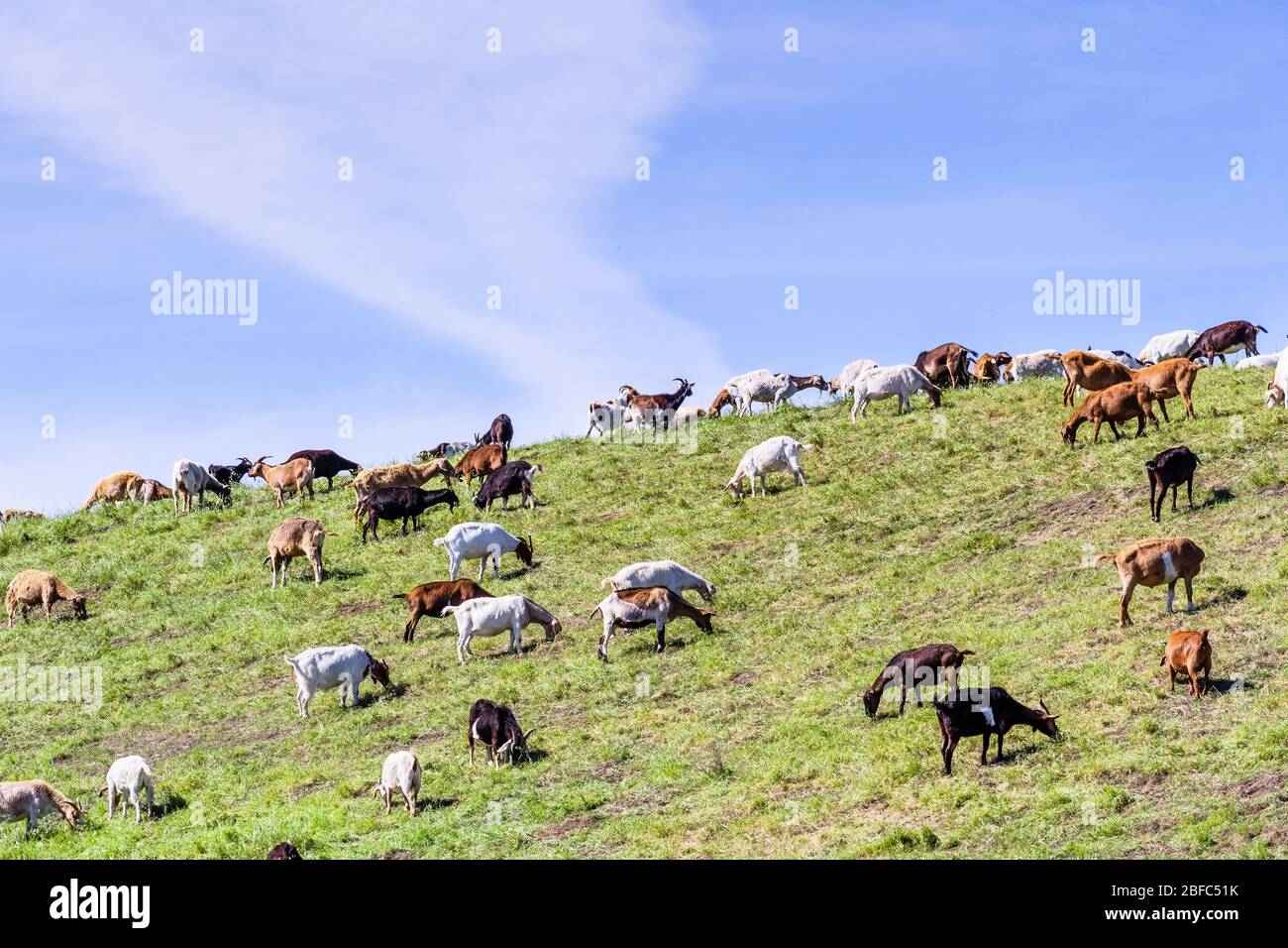 Herd of goats grazing on a hillside in Sunnyvale, South San Francisco Bay Area; Goats are being used in many western states as a wildfire prevention t Stock Photo