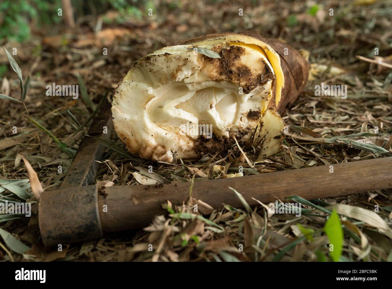 Bamboo Shoot Harvest Bamboo Forest At Isehara City Kanagawa Prefecture Japan Stock Photo Alamy