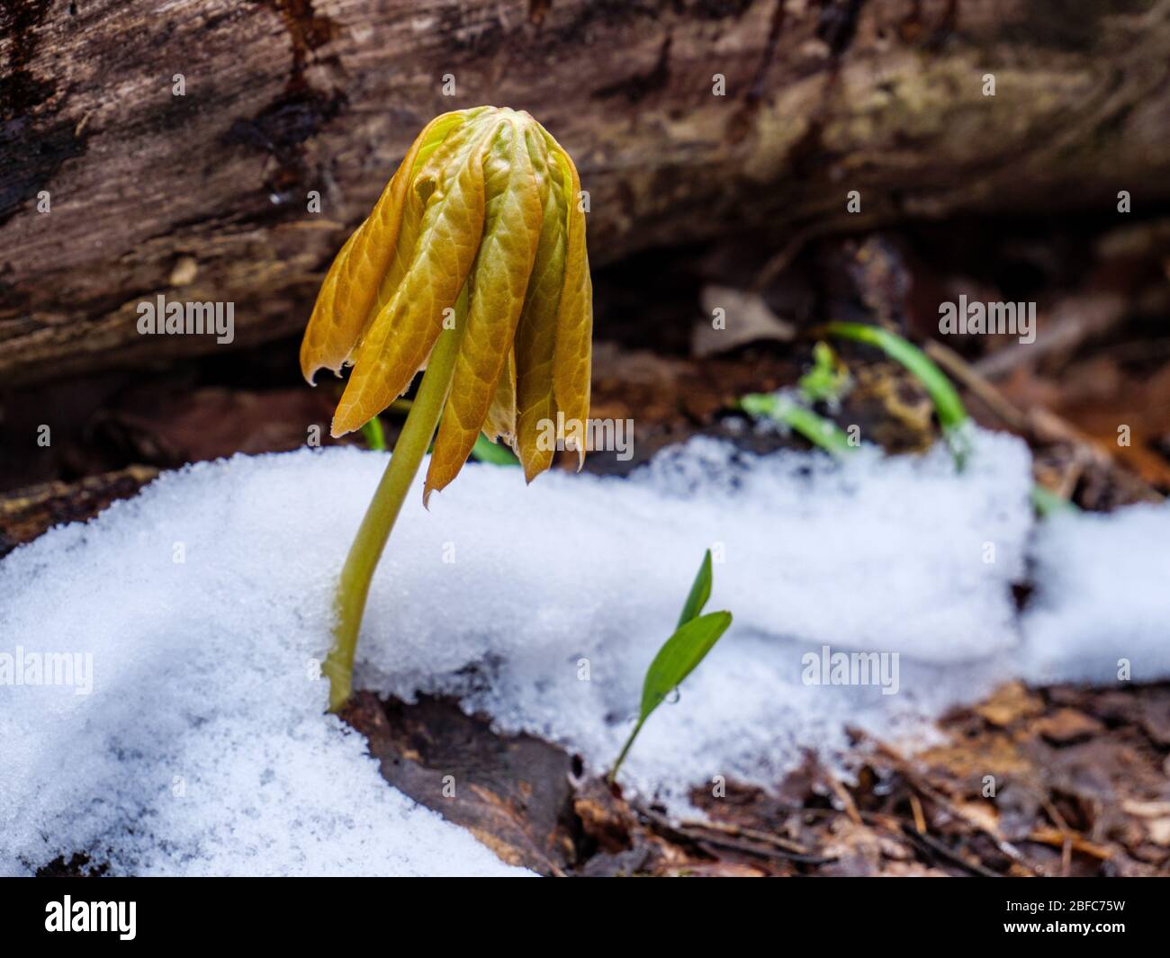 Mayapple emerging through spring snow. The plant produces podophyllotoxin, which can be used in anticancer drugs. Stock Photo