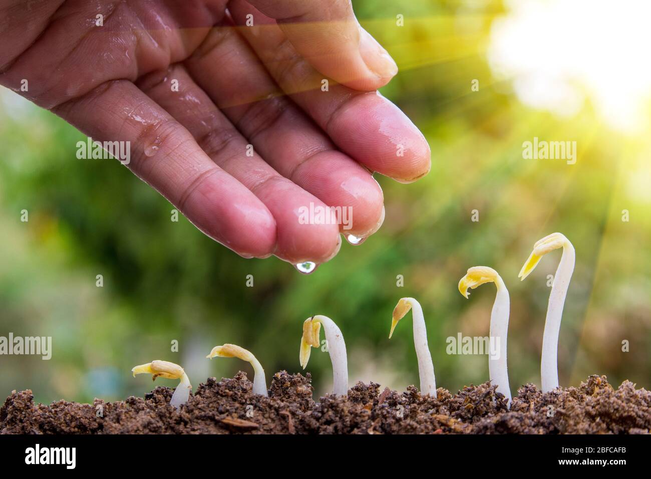 spring seed to tree, agriculture plant seeding growing step concept in ...