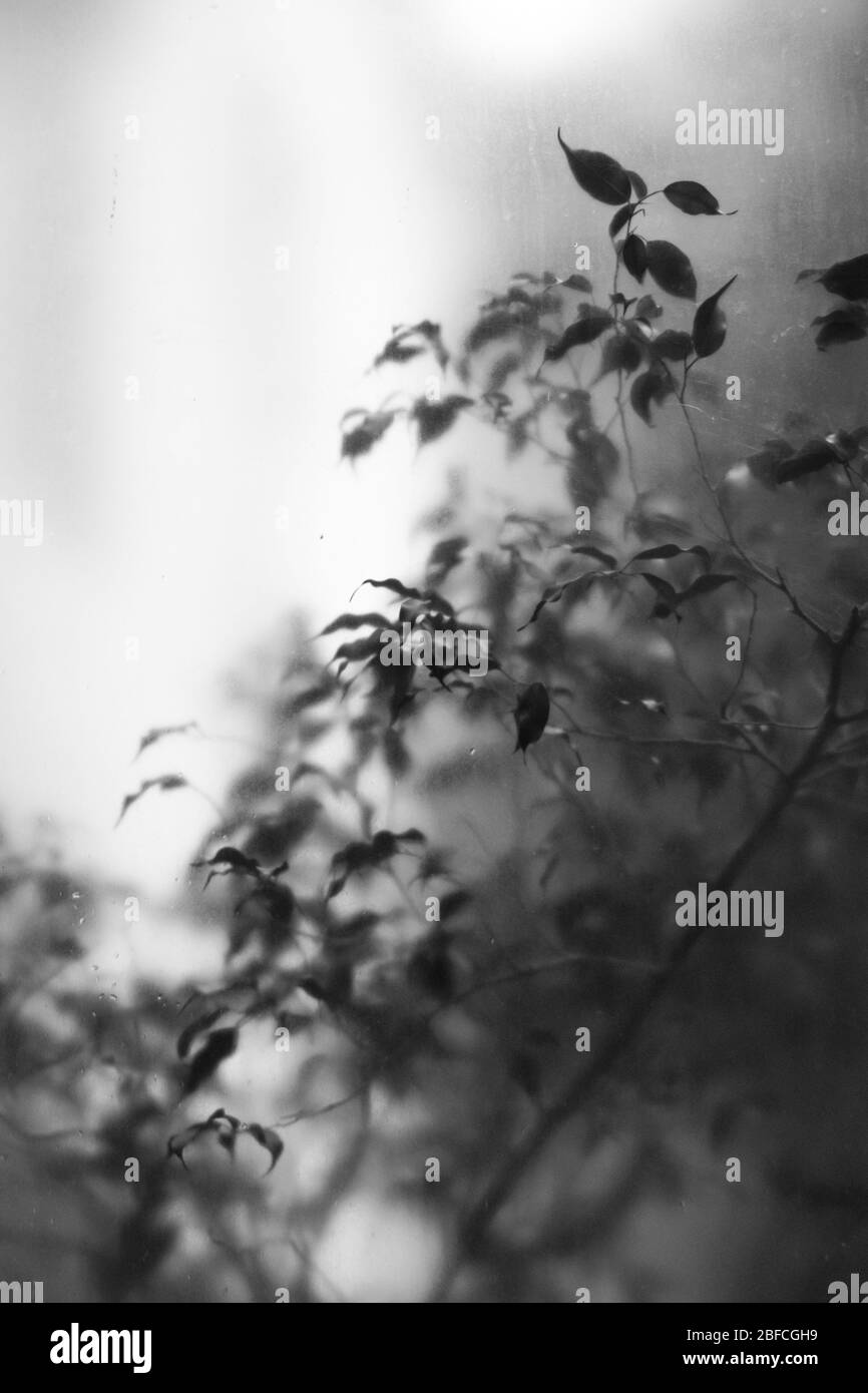 Leaves pressed against frosted glass Stock Photo Alamy