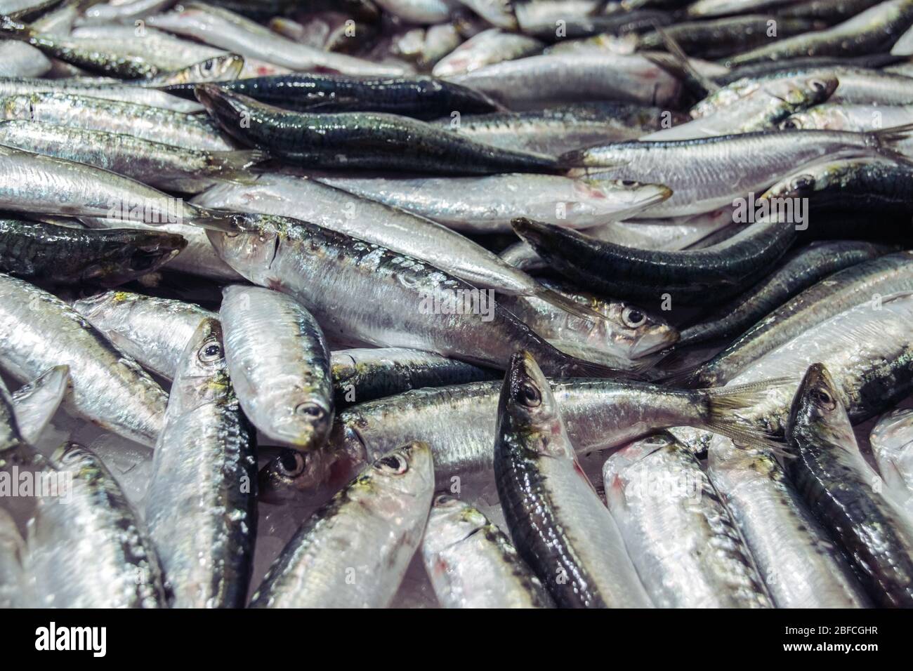 Sardines for Sale at a Fish Market in Valencia, Spain (Mercado de Colon