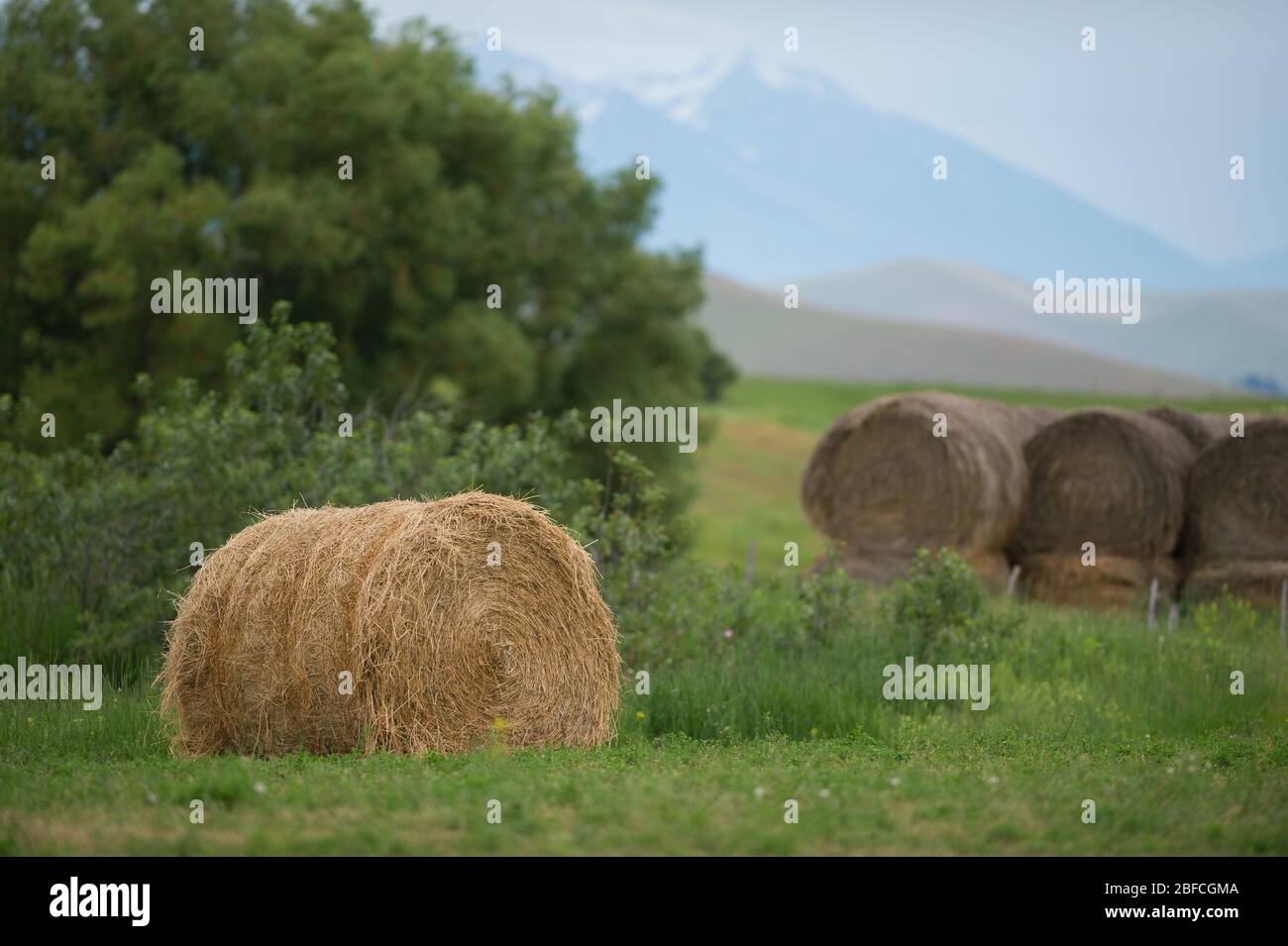 Round bale of hay freshly cut with other older large round bales in background economical way to feed livestock with less labor Stock Photo