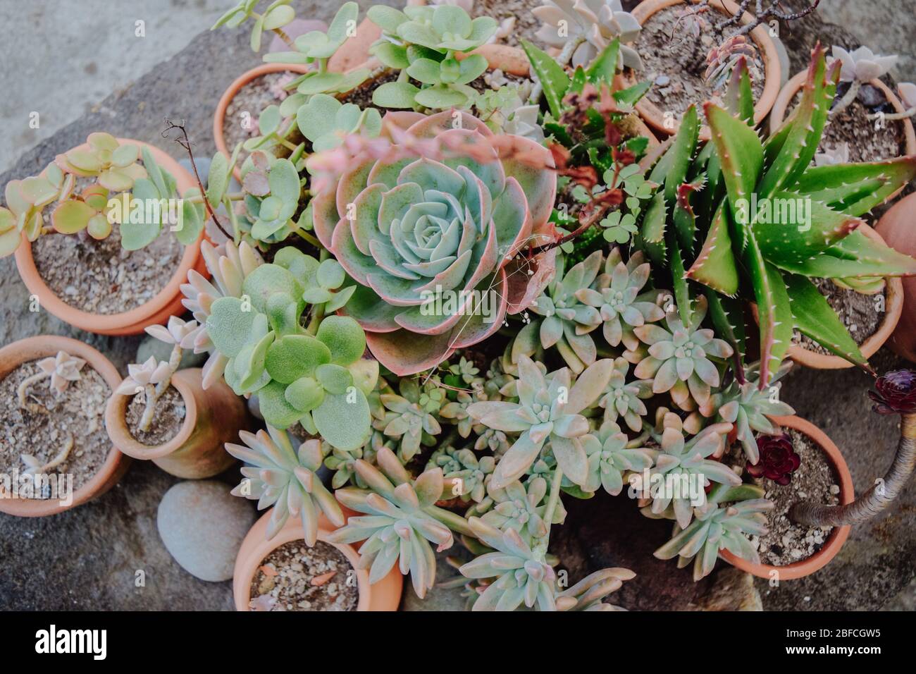 A collection of cacti and succulents Stock Photo Alamy