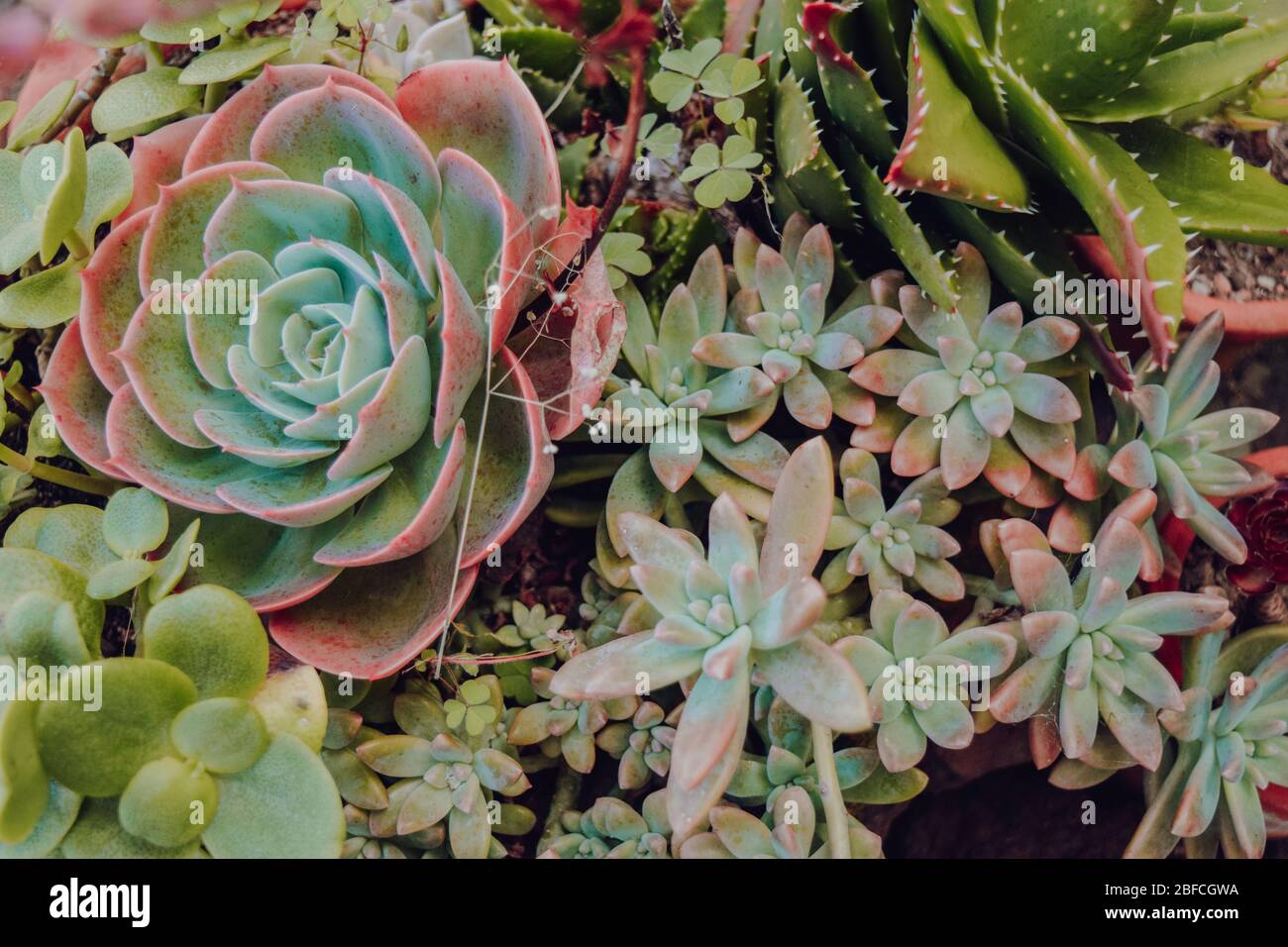 A collection of cacti and succulents Stock Photo Alamy