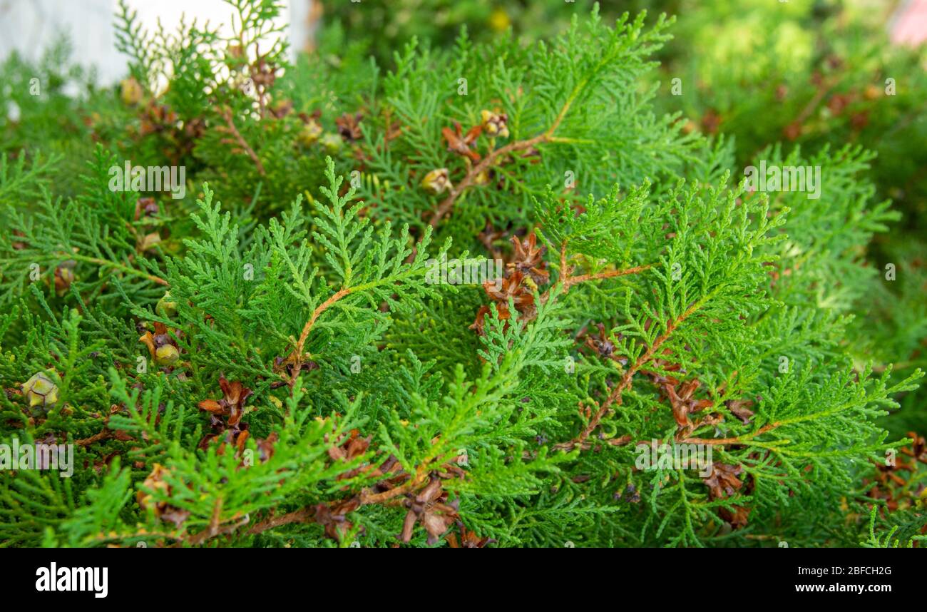 branch of a juicy green cypress. trees are grown in gardens and parks as ornamental plants. Stock Photo