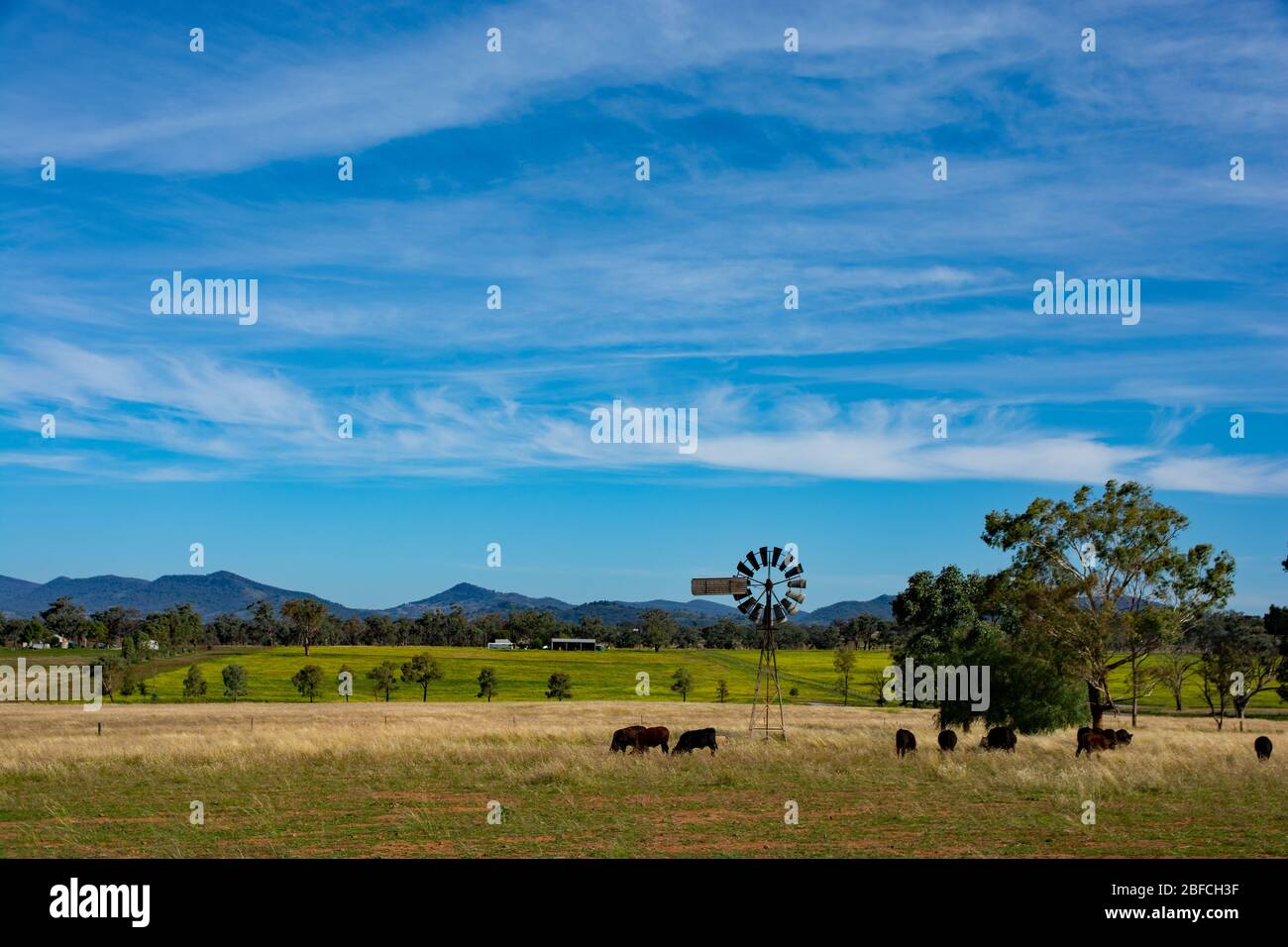 Young Angus cattle grazing on farmland. NSW Australia. Stock Photo