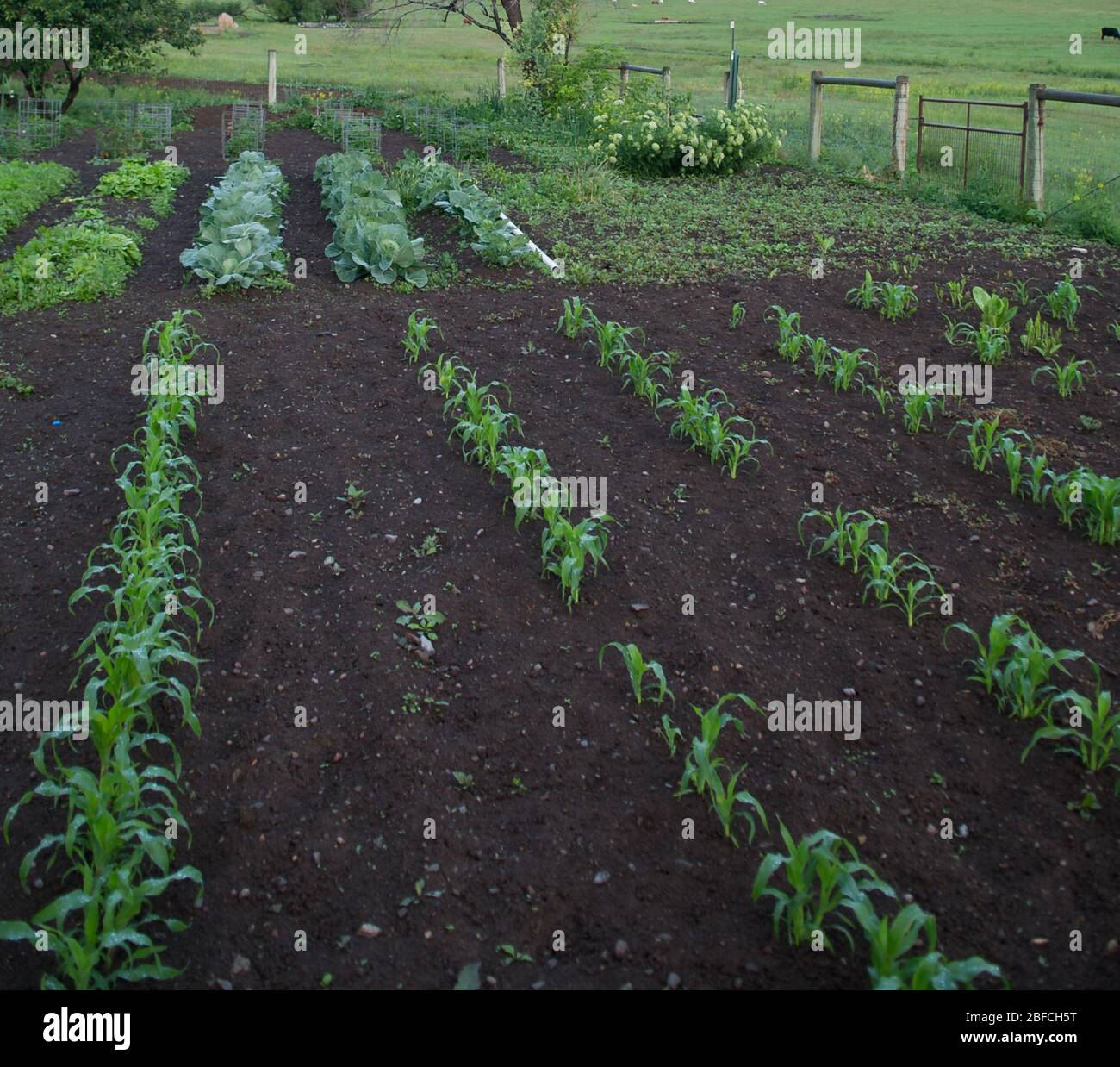 Rows of Small Corn Stalks Sprouting in Home backyard Vegetable Garden of Small Hobby farm  healthy eating growing food at home  economically Stock Photo